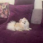 Pomeranian mini