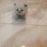 Himalayan kittens 27 days for sale in Abu Dhabi AED 1500