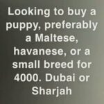 Looking to buy a puppy. Maltese, havanese, Pomeranian etc