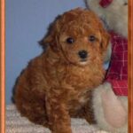 Looking to buy brown Toy Poodle!
