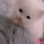 Snow white cat for sale قطة بياض الثلج للبيع