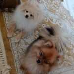 pomeranians available