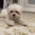 Maltese for sale