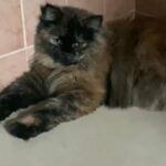 Tortoiseshell persian female - Haley