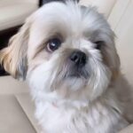 shih Tzu available