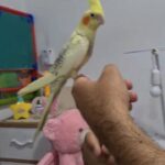 cockatiel bird full tamed