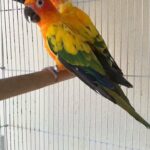 sun Conure pair