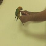 Sun Conure