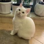 Cat(male) Persian-Chinchilla looking for girlfriend