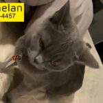 Female British shorthair for mating