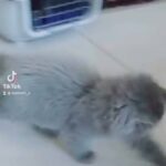 2 months - adorable Siberian kitten