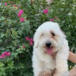 المالتيز الكوري / mini korean maltese