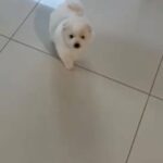 Japanese spitz puppy 2 months