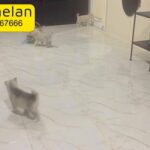 husky puppies    جراء هاسكي