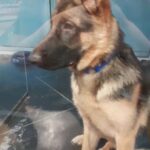 German Shepherd looking for new home