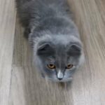 Scottish persian fold