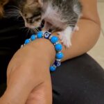 Mixed breed male kittens (2 nos)