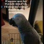 missing congo african grey parrot