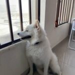 American Eskimo male 4 years needs female