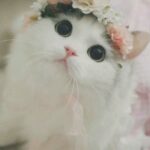 need a small kitten between 1-2 months مطلوب قطة العمر بين شهر او شهرين