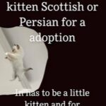 looking for a kitten