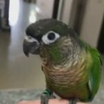 conure bird 7 months