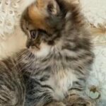 Golden Tabby Scottish Fold Male kitten