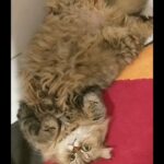 female shirazi cat for sale in dubia