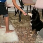 shiba inu female