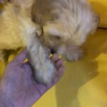 Looking for a small or medium breed Puppy