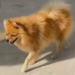 Pomeranian female for sale