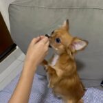Male Part Chihuahua - Small Size