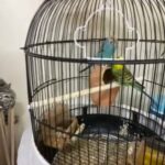 budgies with cage for sale , ready for breeding, nice color