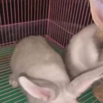 rabbits for sale