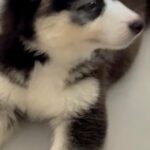 pure breed husky female 3 month