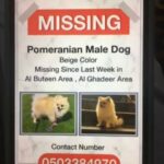 Lost Pomeranian in Al Ain(17/12/2020). Please contact if you spot him??!