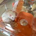 Syrian Hamster for Adoption