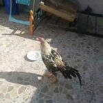 2 roosters for sale