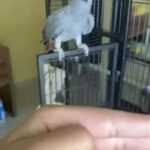 African grey for sale