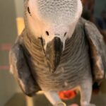 African Grey Parrot 1 Year Old