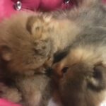 Teddy Bear Pomeranian puppies male and female