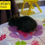 rabbit for sale