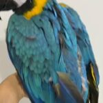 macaw blue and gold for sale مكاو بلو اند قولد للبيع