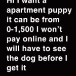 apartment dog wanted