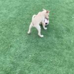 pure female Labrador retriever