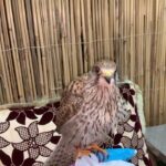 صقر شرياص للبيع Small falcon