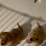 Pure golden retriever puppies for sale