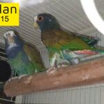 white capped pionus breeding pair