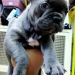 French Bulldog Blue Imported