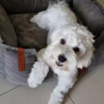 8 month old male Maltese puppy